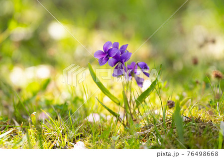 紫色のスミレの花が咲く春の野原の写真素材 [76498668] - PIXTA