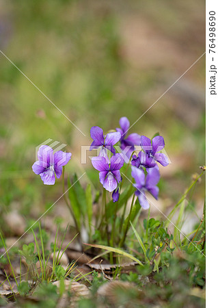 紫色のスミレの花が咲く春の野原の写真素材