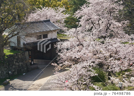 和歌山城岡口門と満開の桜 和歌山県和歌山市 和歌山城岡口門と満開の桜 和歌山県和歌山市 76498786