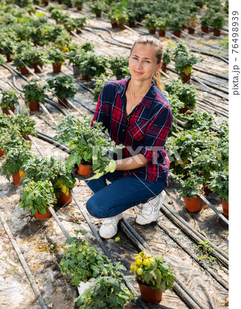 Female owner of greenhouse cultivating tomatoes 76498939