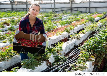 Ordinary female harvesting ripe strawberries Ordinary female harvesting ripe strawberries 76499063