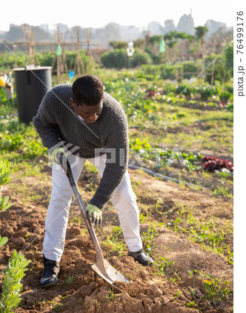male farmer digging empty beds male farmer digging empty beds 76499176