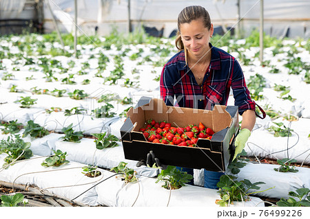 Positive female farmer working in greenhouse Positive female farmer working in greenhouse 76499226