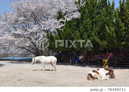蜂ヶ峰総合公園のポニー 76499231