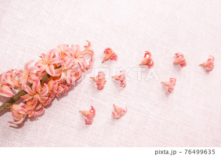 inflorescence of pink hyacinth isolated on white. small flowers fly away from a large beautiful cluster of hyacinths. tender lovely delicate floral background inflorescence of pink hyacinth isolated on white. small flowers fly away from a large beautiful cluster of hyacinths. tender lovely delicate floral background 76499635