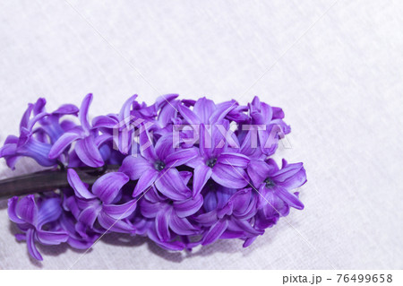 inflorescence of pink purple hyacinth flower isolated on white background banner. gentle spring summer design, copy space for your text inflorescence of pink purple hyacinth flower isolated on white background banner. gentle spring summer design, copy space for your text 76499658