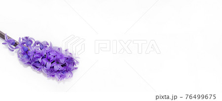 inflorescence of pink purple hyacinth flower isolated on white background banner. gentle spring summer design, copy space for your text 76499675
