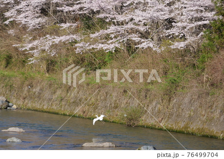 宇佐川の桜 宇佐川の桜 76499704