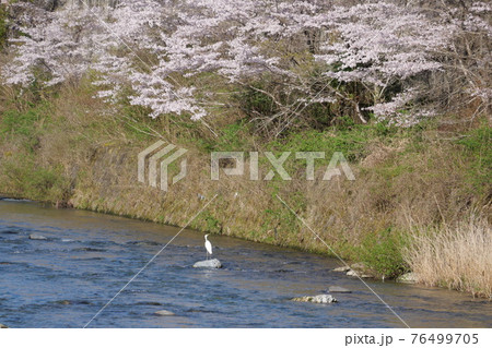 宇佐川の桜 76499705