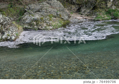宇佐川の桜 宇佐川の桜 76499706