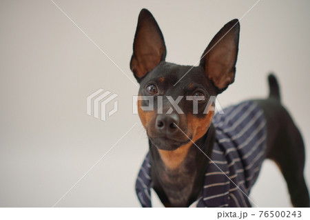 ミニチュアピンシャー　結婚式　ドレス　写真 76500243