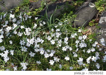 ハナニラ 76500302