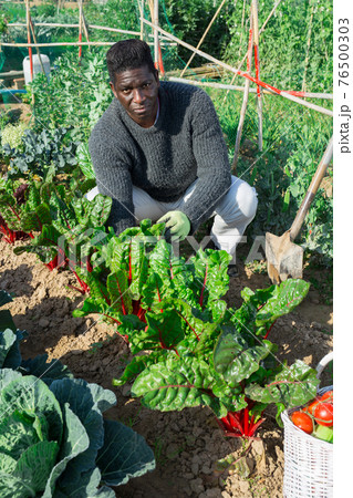 Portrait of an African american male growing beets in a vegetable garden 76500303