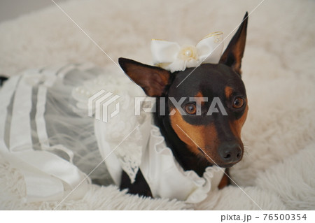 ミニチュアピンシャー 結婚式 ドレス 写真 ミニチュアピンシャー 結婚式 ドレス 写真 76500354