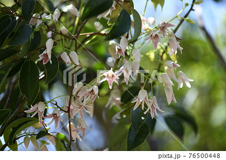 ムベ（郁子）の花 76500448