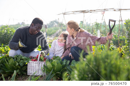 couple of gardeners with daughter holding harvest of fresh vegetables couple of gardeners with daughter holding harvest of fresh vegetables 76500470