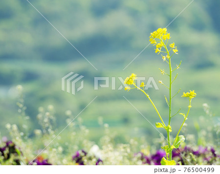 菜の花 76500499