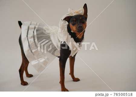 犬 ミニチュアピンシャー 結婚式 ドレス 写真 犬 ミニチュアピンシャー 結婚式 ドレス 写真 76500518