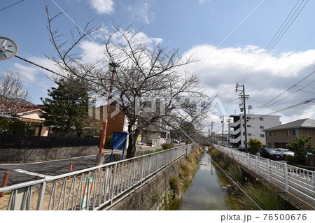 青空の下で咲き始めたモッコウバラの花 青空の下で咲き始めたモッコウバラの花 76500676