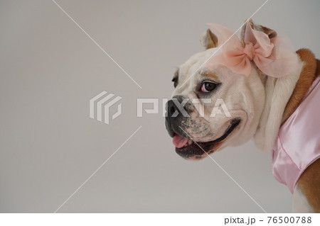 犬 ブルドッグ 結婚式 ドレス 写真 犬 ブルドッグ 結婚式 ドレス 写真 76500788