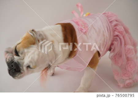 犬 ブルドッグ　結婚式　ドレス　写真 76500795