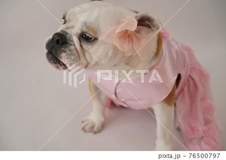 犬 ブルドッグ　結婚式　ドレス　写真 76500797