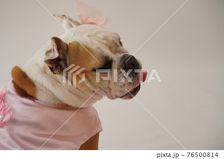 犬 ブルドッグ 結婚式 ドレス 写真 犬 ブルドッグ 結婚式 ドレス 写真 76500814