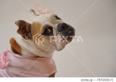犬 ブルドッグ 結婚式 ドレス 写真 犬 ブルドッグ 結婚式 ドレス 写真 76500815