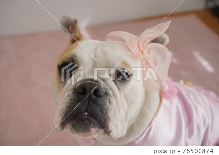 犬 ブルドッグ 結婚式 ドレス 写真 犬 ブルドッグ 結婚式 ドレス 写真 76500874