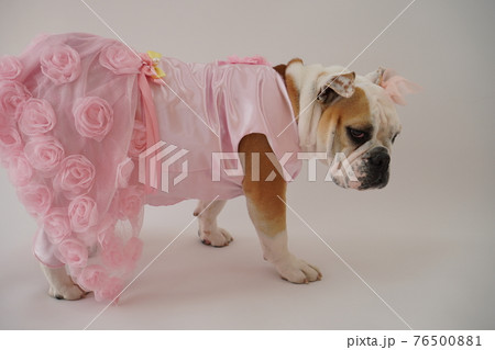 犬 ブルドッグ　結婚式　ドレス　写真 76500881