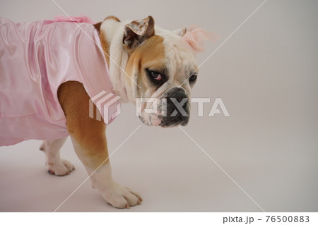 犬 ブルドッグ　結婚式　ドレス　写真 76500883