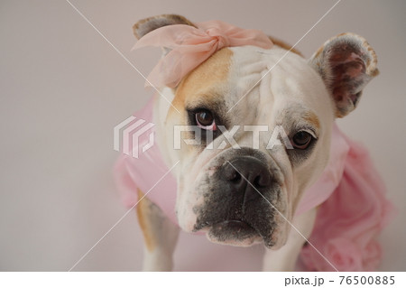 犬 ブルドッグ　結婚式　ドレス　写真 76500885