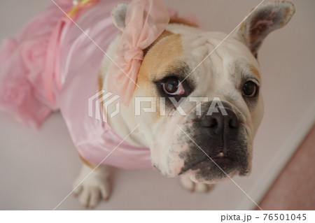 犬 ブルドッグ 結婚式 ドレス 写真 犬 ブルドッグ 結婚式 ドレス 写真 76501045