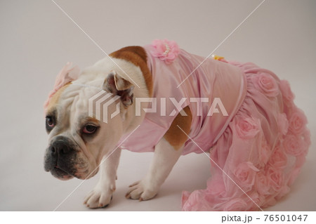 犬 ブルドッグ 結婚式 ドレス 写真 犬 ブルドッグ 結婚式 ドレス 写真 76501047