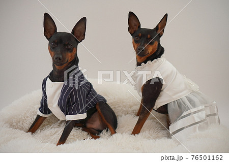 Miniature pinscher dog store clothes