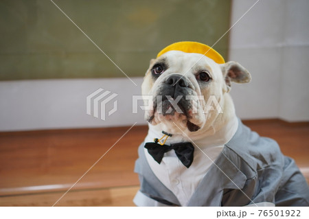 犬 ブルドッグ 入学式 1年生 ランドセル 写真 犬 ブルドッグ 入学式 1年生 ランドセル 写真 76501922