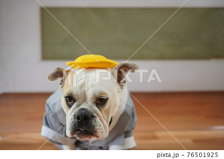 犬 ブルドッグ 入学式 1年生 ランドセル 写真 犬 ブルドッグ 入学式 1年生 ランドセル 写真 76501925