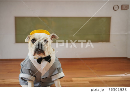 犬 ブルドッグ 入学式 1年生 ランドセル 写真 犬 ブルドッグ 入学式 1年生 ランドセル 写真 76501928