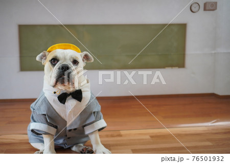 犬 ブルドッグ 入学式 1年生 ランドセル 写真 犬 ブルドッグ 入学式 1年生 ランドセル 写真 76501932