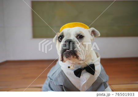 犬 ブルドッグ 入学式 1年生 ランドセル 写真 犬 ブルドッグ 入学式 1年生 ランドセル 写真 76501933