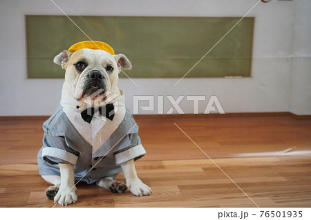 犬 ブルドッグ 入学式 1年生 ランドセル 写真 犬 ブルドッグ 入学式 1年生 ランドセル 写真 76501935