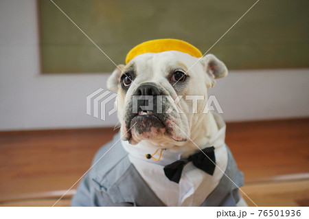 犬 ブルドッグ 入学式 1年生 ランドセル 写真 犬 ブルドッグ 入学式 1年生 ランドセル 写真 76501936