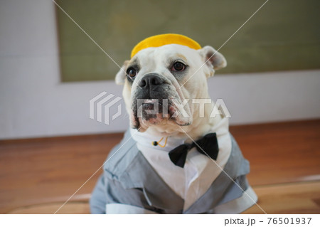 犬 ブルドッグ 入学式 1年生 ランドセル 写真 犬 ブルドッグ 入学式 1年生 ランドセル 写真 76501937