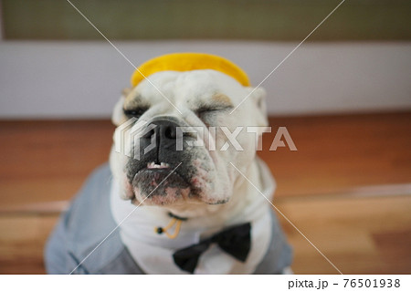 犬 ブルドッグ 入学式 1年生 ランドセル 写真 犬 ブルドッグ 入学式 1年生 ランドセル 写真 76501938