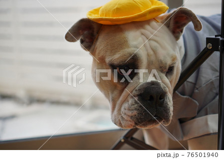 犬 ブルドッグ　入学式　1年生  ランドセル　写真 76501940