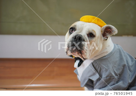 犬 ブルドッグ 入学式 1年生 ランドセル 写真 犬 ブルドッグ 入学式 1年生 ランドセル 写真 76501945