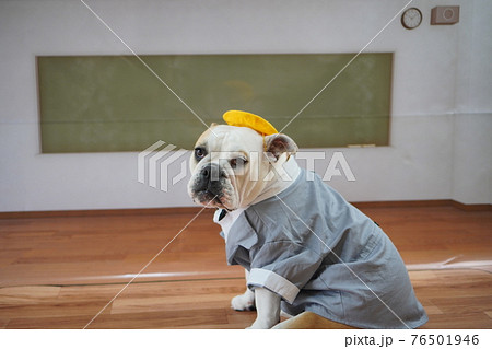 犬 ブルドッグ 入学式 1年生 ランドセル 写真 犬 ブルドッグ 入学式 1年生 ランドセル 写真 76501946