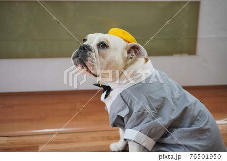 犬 ブルドッグ 入学式 1年生 ランドセル 写真 犬 ブルドッグ 入学式 1年生 ランドセル 写真 76501950