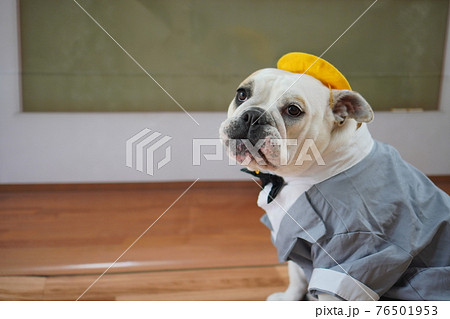 犬 ブルドッグ 入学式 1年生 ランドセル 写真 犬 ブルドッグ 入学式 1年生 ランドセル 写真 76501953