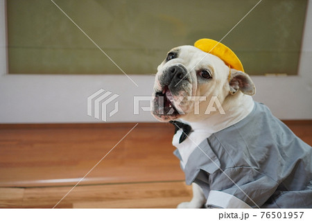 犬 ブルドッグ　入学式　1年生  ランドセル　写真 76501957
